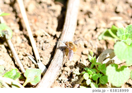 ビロウドツリアブ 63818999