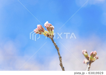 【春イメージ】さくらの開花　青空背景 63819929