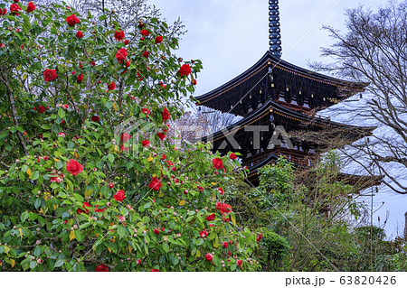 岡寺　桜 63820426