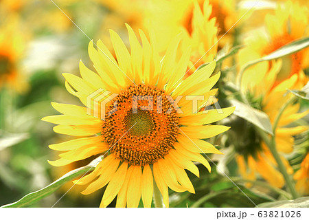 ひまわり 63821026