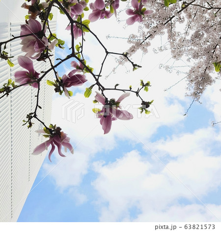 マグノリア 桜 空 63821573