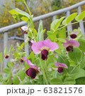 春 花 春の花 63821576