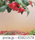 椿 春 花 63821578