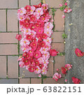 椿 花道 春 63822151