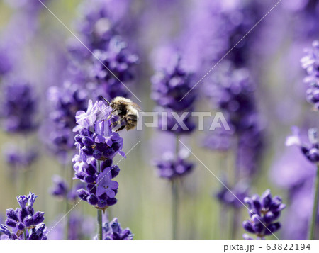 ラベンダー(オカムラサキ)と蜂 ラベンダー(オカムラサキ)と蜂 63822194