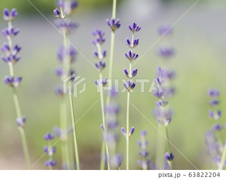 イングリッシュラベンダー　寄り03 63822204