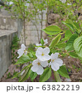 春 春の花 清純 63822219