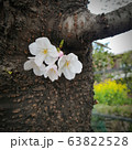 春 花 桜 63822528