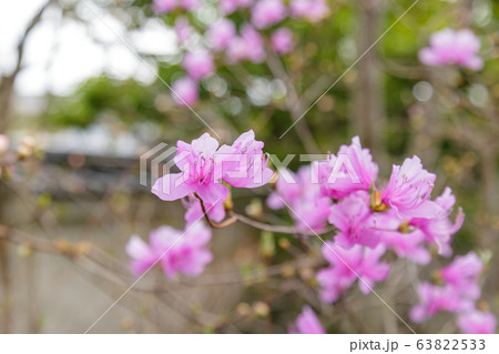 Rhododendron Reticulatum Flower Rhododendron Reticulatum Flower 63822533