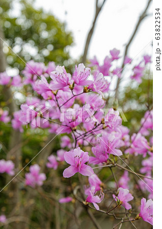 Rhododendron Reticulatum Flower Rhododendron Reticulatum Flower 63822534