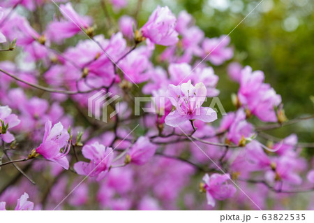 Rhododendron Reticulatum Flower Rhododendron Reticulatum Flower 63822535