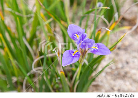 Algerian iris flower 63822538