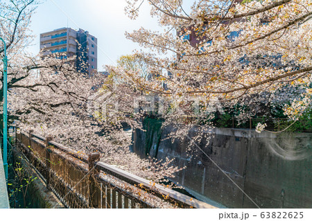 日本の春 東京都板橋区 石神井川緑道沿いの桜並木 63822625