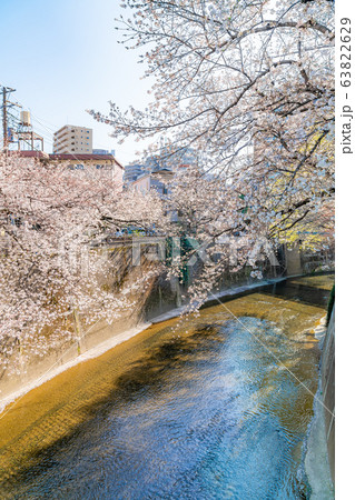 日本の春 東京都板橋区 石神井川緑道沿いの桜並木 日本の春 東京都板橋区 石神井川緑道沿いの桜並木 63822629