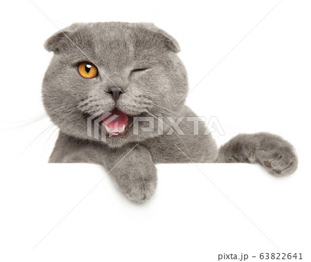 Winking grey cat above banner 63822641