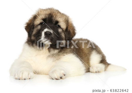 Caucasian shepherd puppy lying Caucasian shepherd puppy lying 63822642