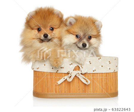Pomeranian puppies in basket Pomeranian puppies in basket 63822643