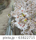 桜 ピンク 春 63822715