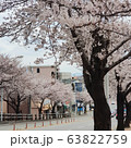 桜 花 春 63822759