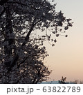 桜 花 空 63822789