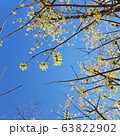 空 春 キラキラ 63822902