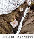 桜 花 春 63823455