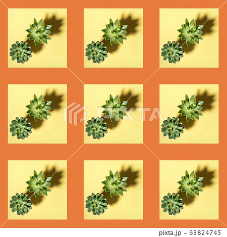 Creative seamless pattern of square photos of two green cactus succulent plants with shadows laid out on diagonal on pastel yellow background with orange frames. Flat lay, top view. Square photo. 63824745
