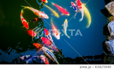 Asia, Japan, Thailand, Koi Carp, Animal 63825690