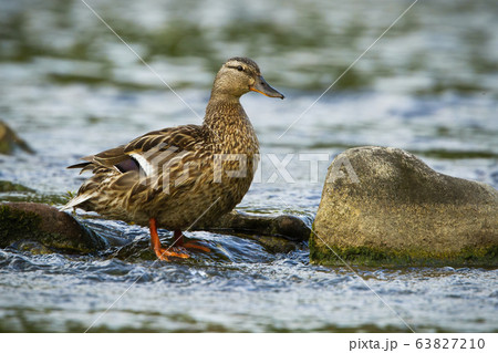 Alert female mallard standing on a rock in stream with water flowing around Alert female mallard standing on a rock in stream with water flowing around 63827210