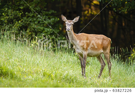 Surprised red deer hind standing on a green meadow and facing camera in summer 63827226