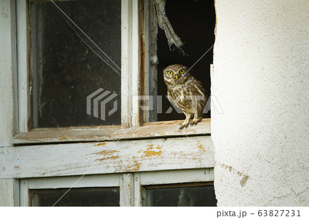 Curios little owl sitting in window with broken glass of an old ruined house 63827231