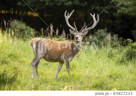 Alert red deer with growing antlers in velvet...-照片素材（圖片