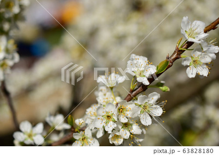 スモモの花の写真素材