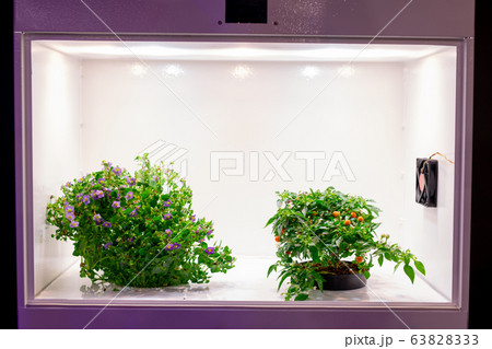 Isolated plants in grow box Isolated plants in grow box 63828333