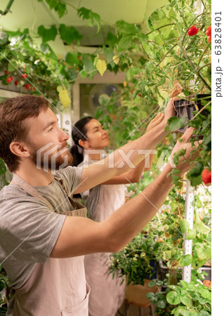 Working with plants in greenhouse 63828401