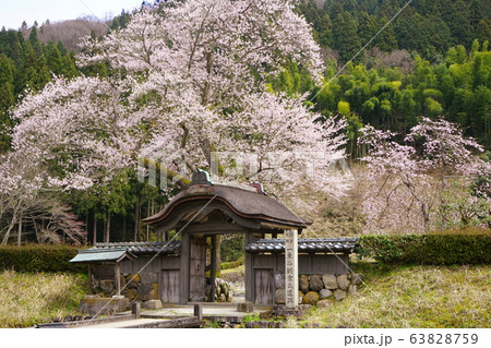 朝倉遺跡 唐門 薄墨桜 春 朝倉遺跡 唐門 薄墨桜 春 63828759
