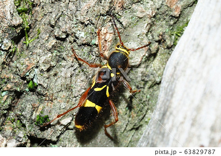 キスジトラカミキリ 63829787