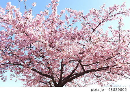 河津桜 河津桜 63829806