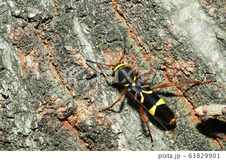 キスジトラカミキリ 63829901