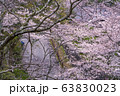 桜 桜 63830023