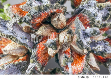 TUI branches on a beautiful background close up 63830148