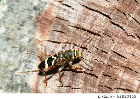 キスジトラカミキリ(メス) キスジトラカミキリ(メス) 63830159