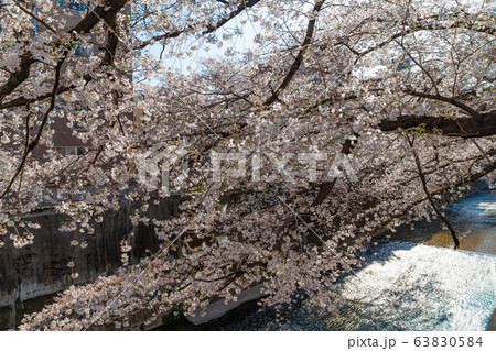 日本の春 東京都板橋区 石神井川緑道沿いの桜並木 63830584