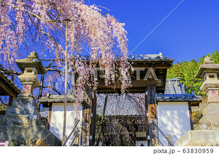 東昌寺山門のシダレザクラ 63830959