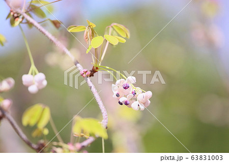 アケビの花 63831003