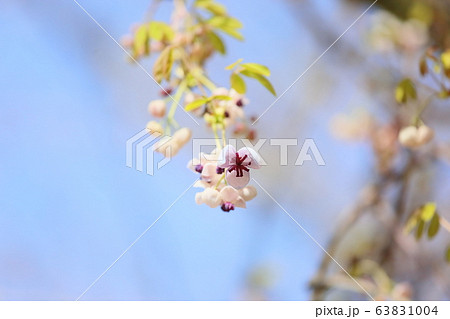 アケビの花 63831004