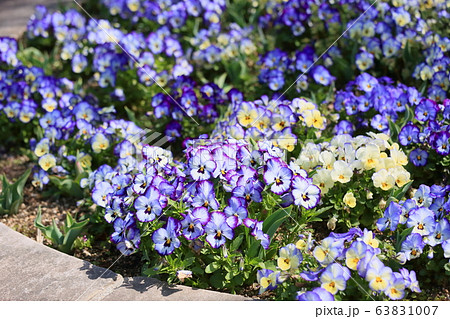 ビオラの花 63831007
