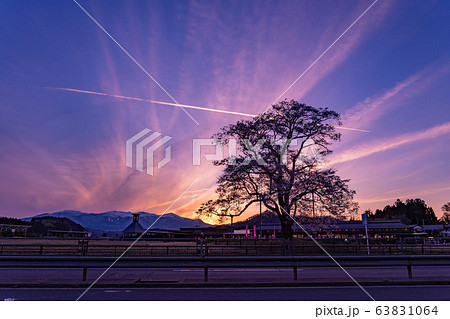 福島県 二本松市 道の駅安達の桜 万燈桜の夕景 ライトアップ 福島県 二本松市 道の駅安達の桜 万燈桜の夕景 ライトアップ 63831064