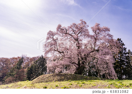福島県 川俣町 秋山の駒ザクラ 福島県 川俣町 秋山の駒ザクラ 63831082