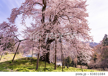 福島県 川俣町 秋山の駒ザクラ 福島県 川俣町 秋山の駒ザクラ 63831084